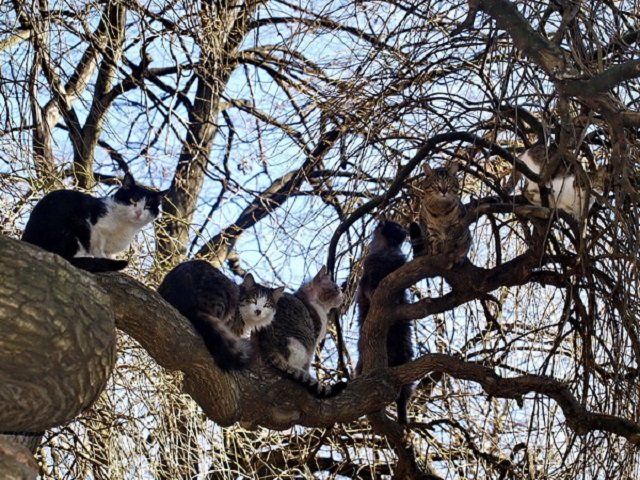 Новый Регион: Кот – это личность! – почему мы так любим кошек (ФОТО)