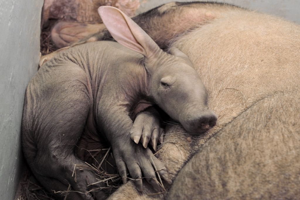 Новый День: Детеныш трубкозуба впервые показался посетителям екатеринбургского зоопарка (ФОТО)