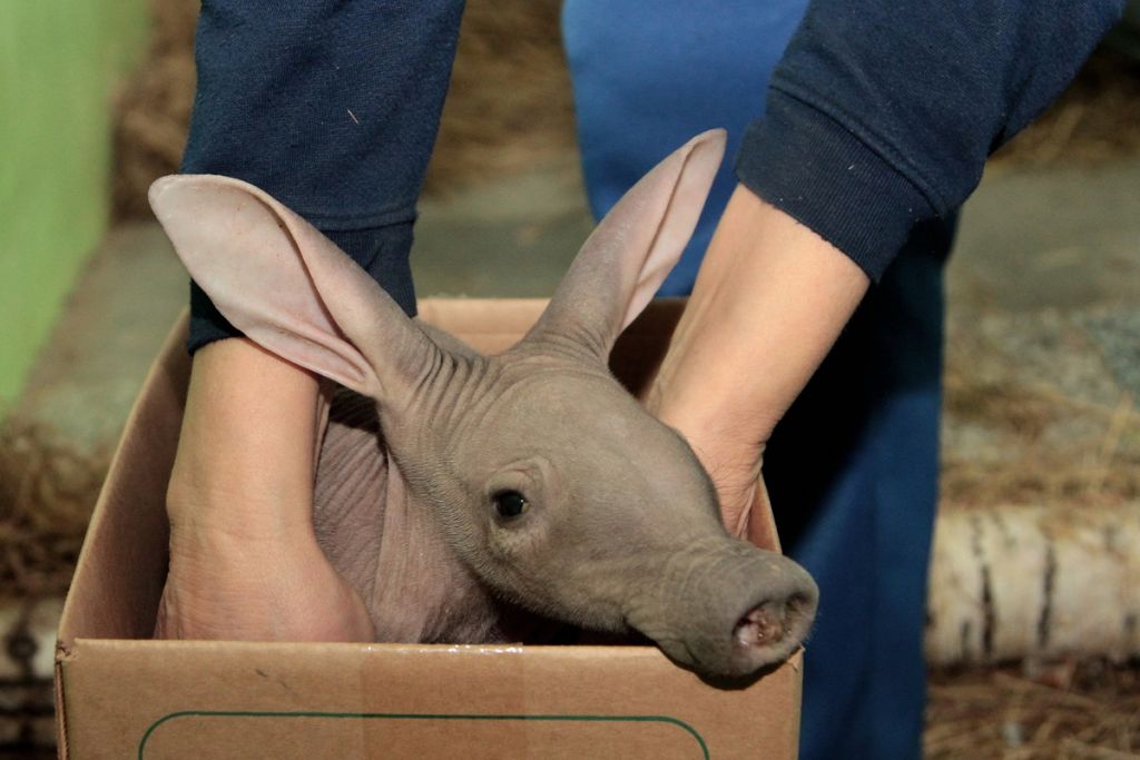 Новый День: Детеныш трубкозуба впервые показался посетителям екатеринбургского зоопарка (ФОТО)
