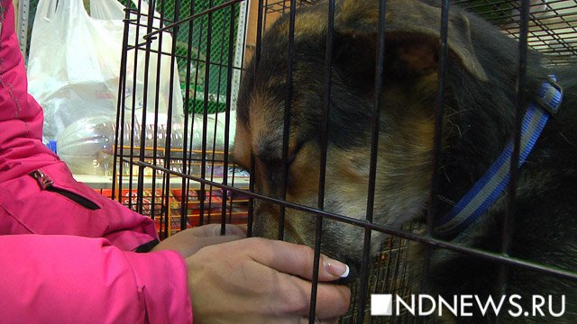 Зоозащитники пообещали помогать первому в Кургане приюту для бездомных животных