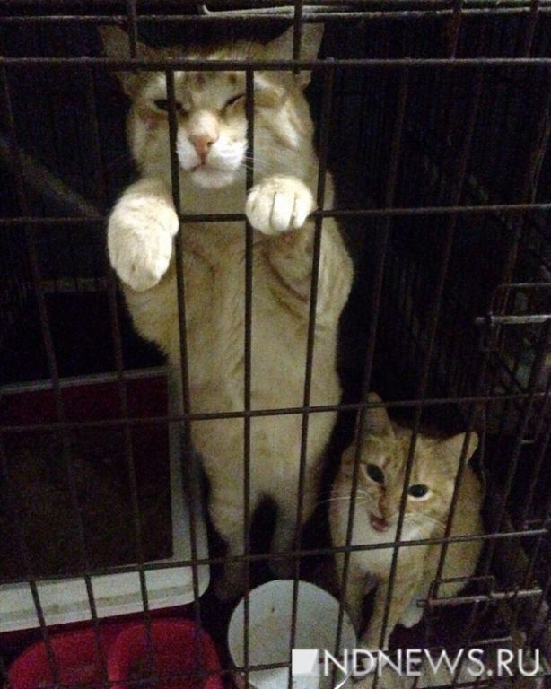 Новый День: 60 больных котов могут выселить из частного приюта: проекту CatsEkb срочно требуются деньги (ФОТО)