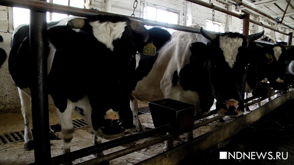 Эхо Чернобыля: украинские коровы дают богатое цезием-137 молоко