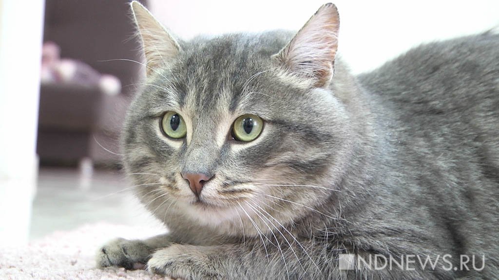 В США зоозащитники забрали кота у раскормившего его хозяина