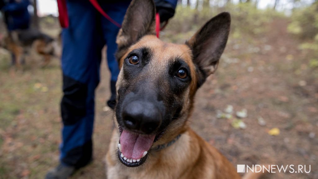 Новый День: В Екатеринбурге собаки соревновались в поиске потеряшек в лесу (ФОТО)