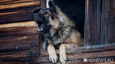 В Тазовском хозяйская собака на самовыгуле напала на ребёнка