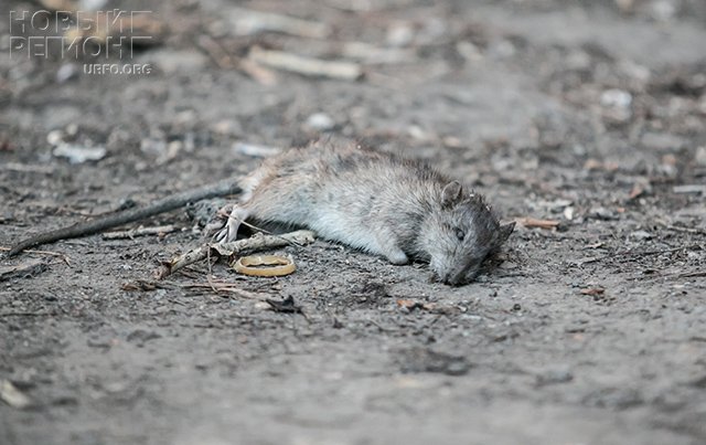 Коммунальный триллер: в Челябинске не признают ветхо-аварийным дом, в котором рушатся стены, проваливаются полы, а вода льет изо всех щелей (ФОТО, ВИДЕО)