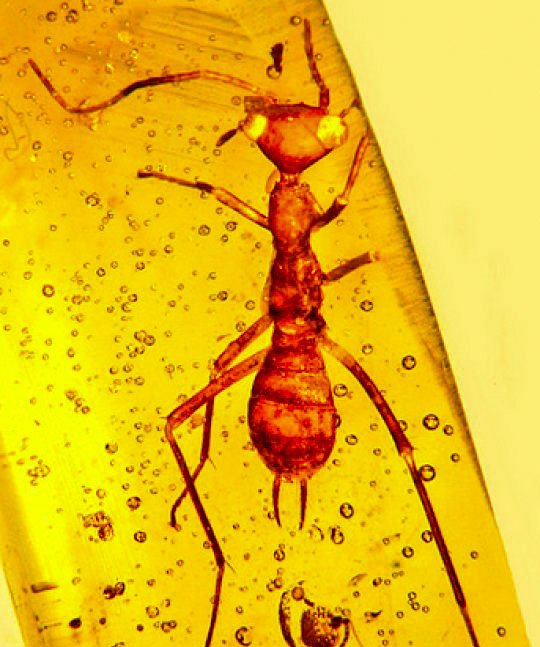 Ученые нашли в янтаре таинственное насекомое