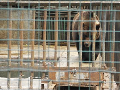 Новый Регион: В Одесском зоопарке медведи отказываются спать из-за теплой погоды (ФОТО)