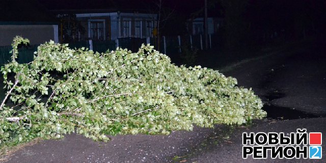 Новый Регион: Ночной ураган в Одессе сломал тысячи деревьев и парализовал транспорт в городе (ВИДЕО, ФОТО)