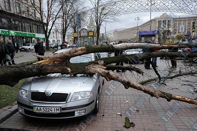 Новый Регион: На Крещатике рухнувшее дерево раздавило на три автомобиля (ФОТО)