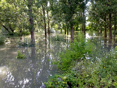 Новый Регион: В Рыбницком районе уровень воды в Днестре превысил критическую отметку