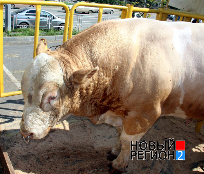 УрФО претендует на роль мирового поставщика продовольствия (ФОТОРЕПОРТАЖ) / Уже сегодня Урал полностью обеспечивает себя продуктами (ВИДЕО)