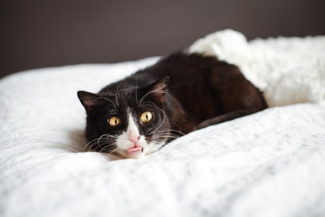 60 больных котов могут выселить из частного приюта: проекту CatsEkb срочно требуются деньги (ФОТО)