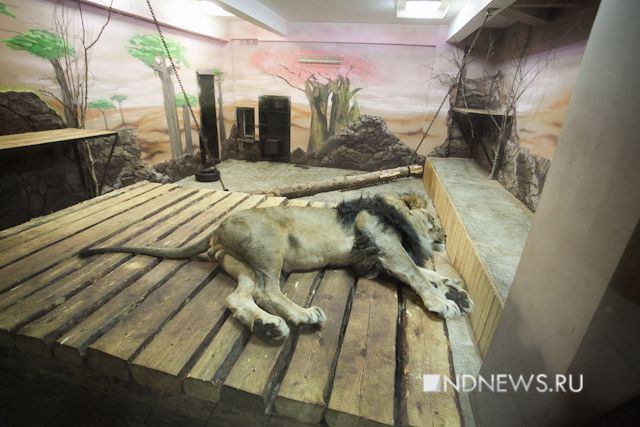 Вова и Дима пока лидируют – екатеринбуржцы выбирают имена для родившихся в зоопарке львят (ФОТО, ВИДЕО)