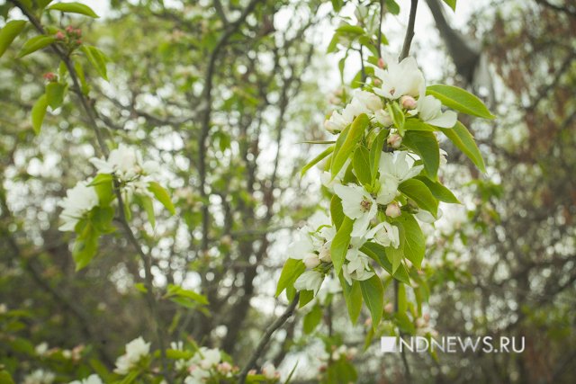 Весна побеждает? В Екатеринбурге зацвели яблони (ФОТО)