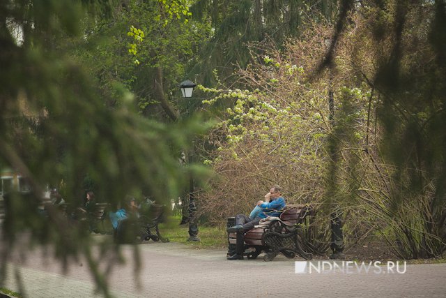 Весна побеждает? В Екатеринбурге зацвели яблони (ФОТО)