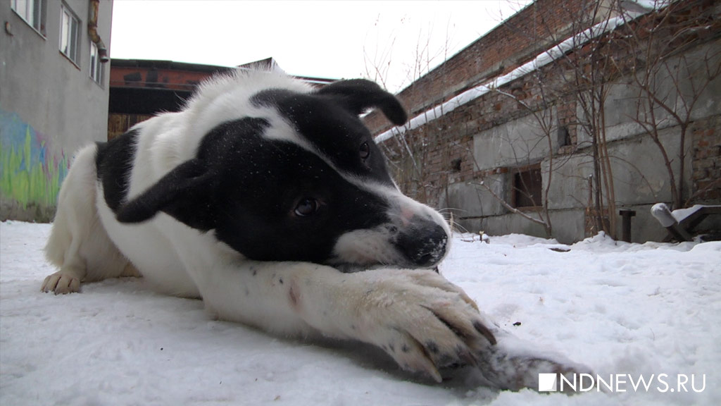 Год собаки на пороге: приюты для бездомных животных ждут помощи от неравнодушных горожан (ФОТО, ВИДЕО)