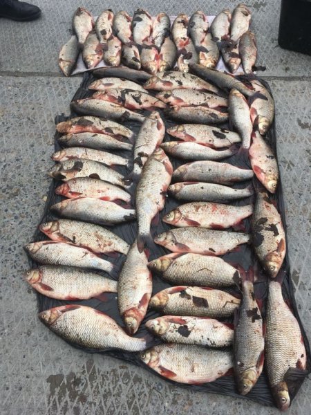 В Югре браконьеры выловили несколько центнеров ценной рыбы (ВИДЕО)