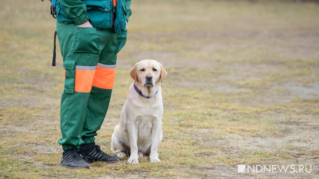 Спасатели с собаками ищут потерявшихся людей в лесу (ФОТО)