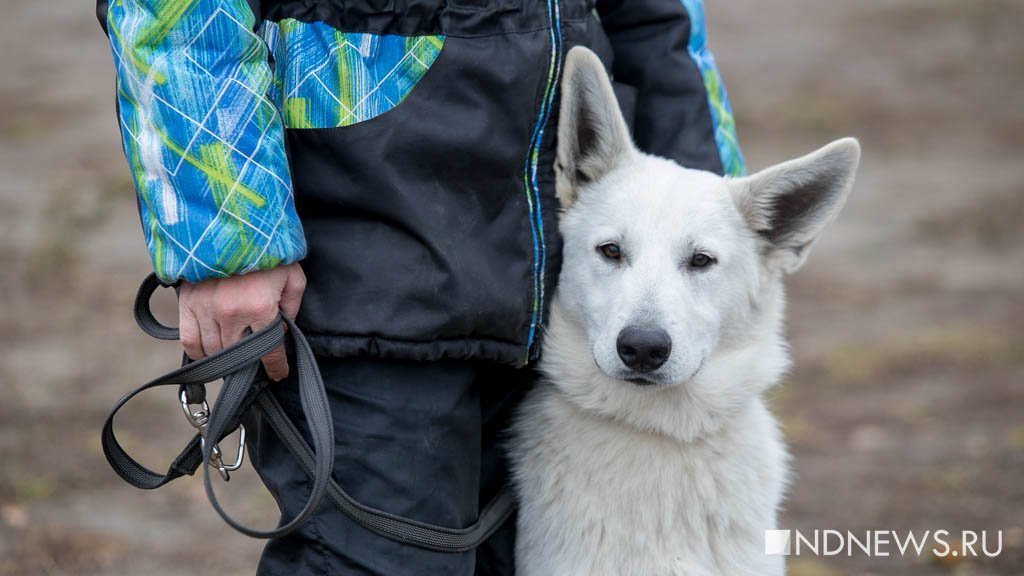 Спасатели с собаками ищут потерявшихся людей в лесу (ФОТО)