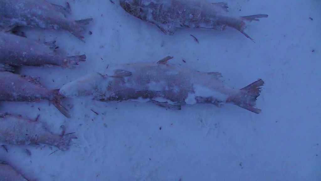 На Ямале у аборигена изъяли 170 кг браконьерского улова (ФОТО)