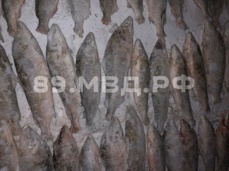 На Ямале задержали очередного браконьера, у которого нашли огромное количество запрещенного муксуна (ФОТО)
