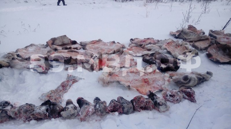 На Ямале силовики задержали мужчину, который устроил массовую расправу над оленями (ФОТО)