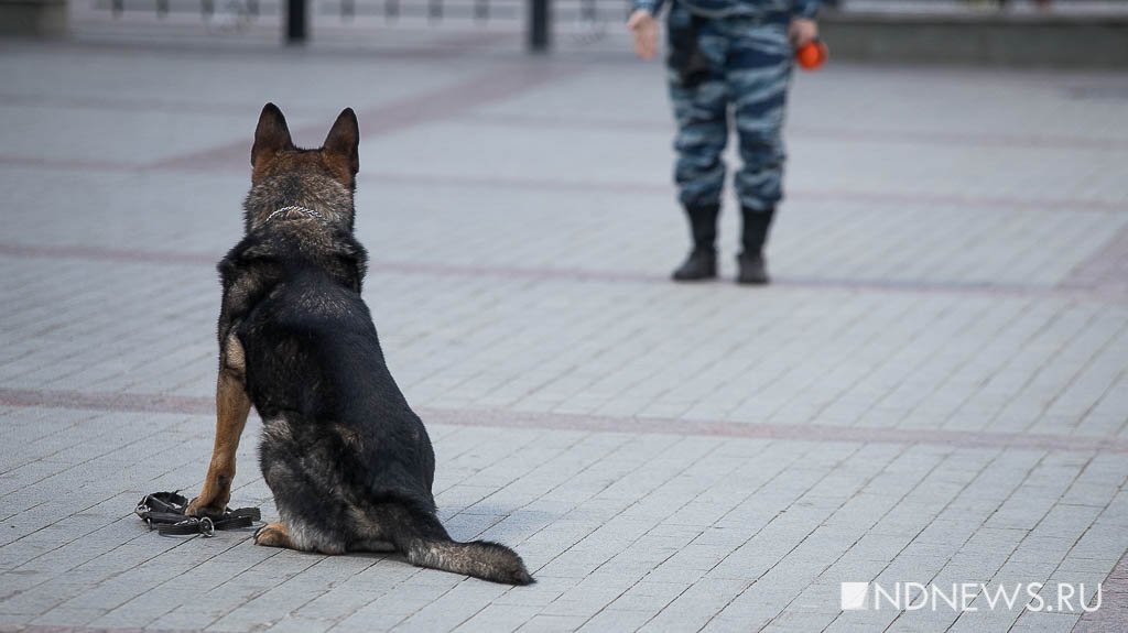 Суперпсы. Служебные собаки МВД устроили шоу у вокзала в Екатеринбурге (ФОТО)