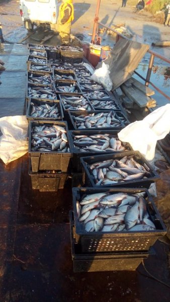 Полиция Югры прокомментировала задержание браконьеров с пятью тоннами рыбы (ФОТО)