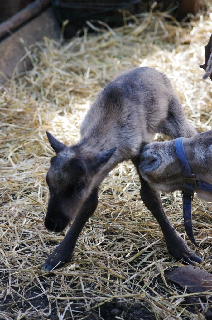 В уральском этнопарке родились два северных олененка (ФОТО)