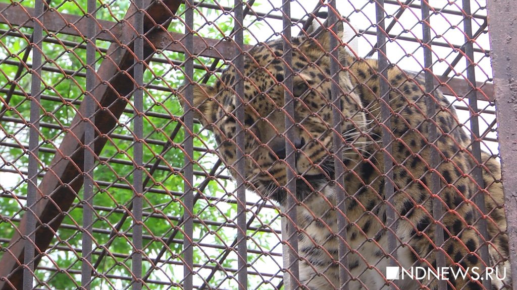 «За три недели продали всего 12 билетов», – екатеринбургский зоопарк просит горожан поддержать животных онлайн (ВИДЕО, ФОТО)