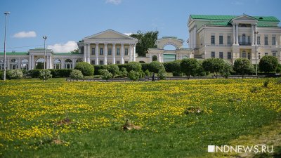 Екатеринбургские депутаты выступили против одуванчиков