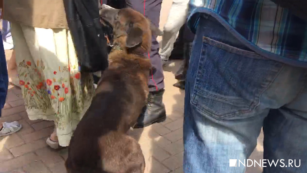 Новый День: Екатеринбурженка приютила собаку задержанного в сквере участника акции (ФОТО)