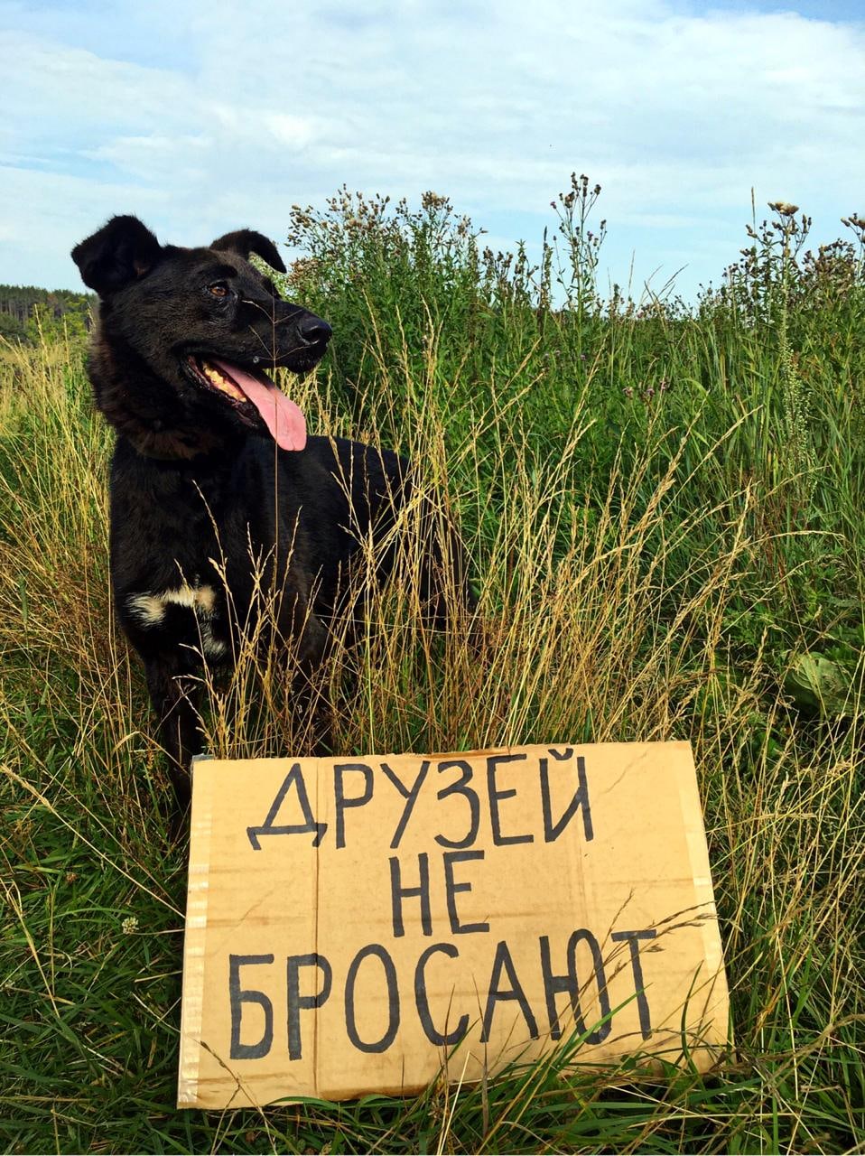 В Екатеринбурге волонтеры поддержали проект «Собаки говорят только правду» (ФОТО)