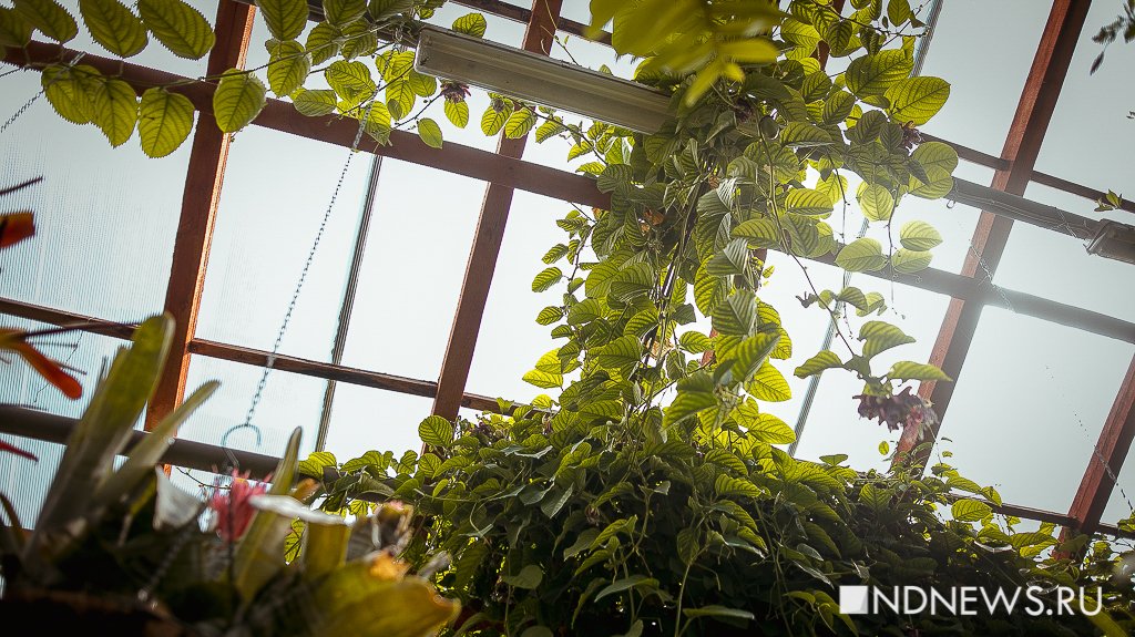 В Ботаническом саду Екатеринбурга впервые заплодоносила гигантская маракуйя (ФОТО)