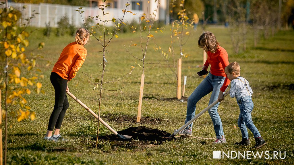 Жители Академического во время субботника высадили более 500 молодых деревьев (ФОТО)
