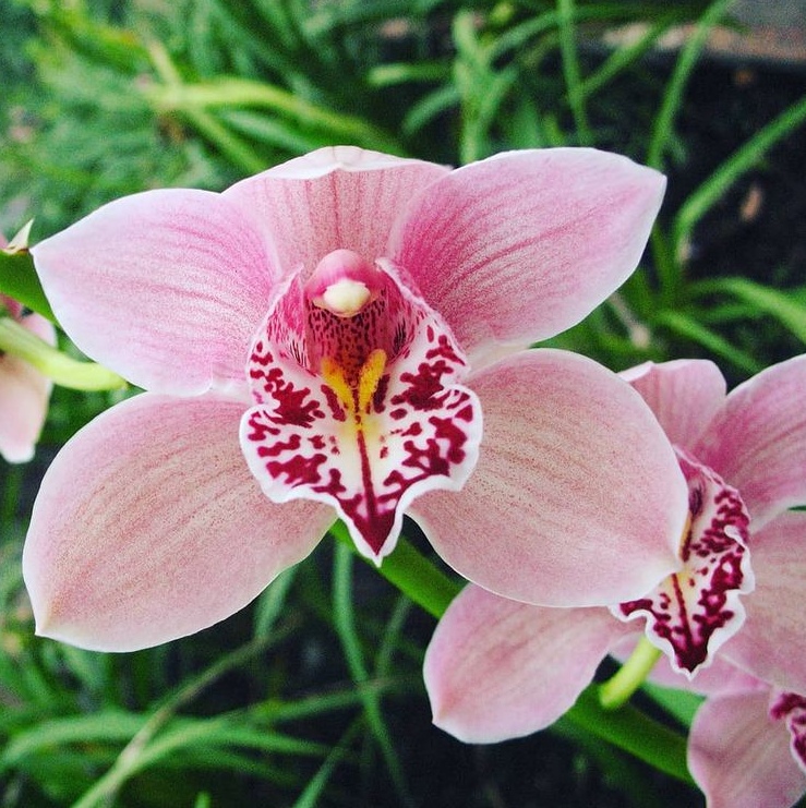 В Ботанический сад Екатеринбурга уже пришла весна: цветут орхидеи и банан (ФОТО)