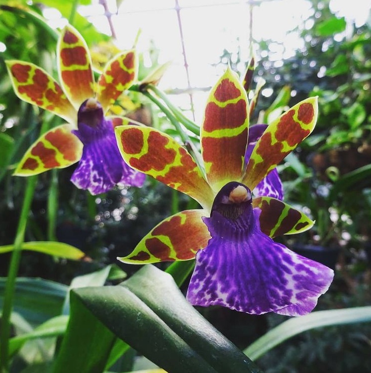 Редкий вид орхидеи зацвел в Ботаническом саду