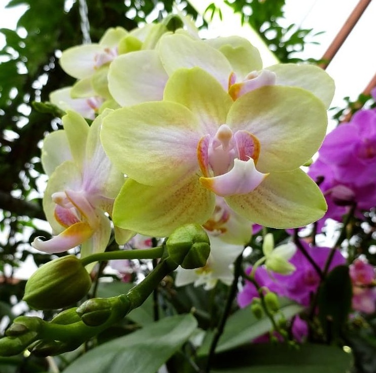 В Ботанический сад Екатеринбурга уже пришла весна: цветут орхидеи и банан (ФОТО)