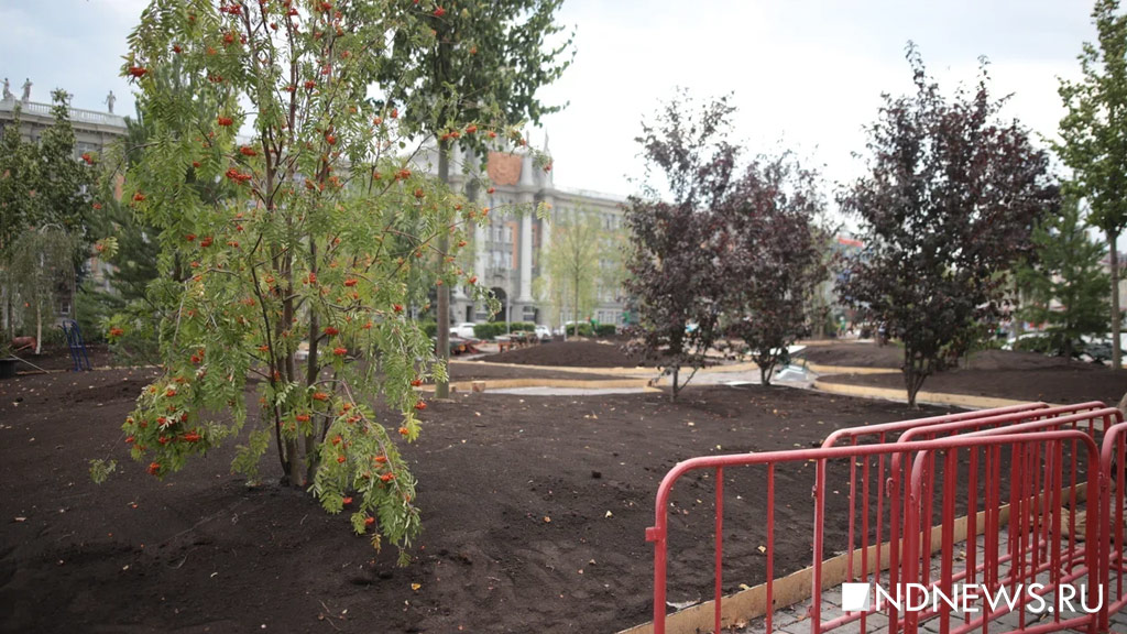 На площади 1905 года за ночь выросли деревья (ФОТО)