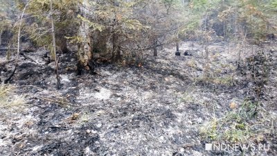 Площадь лесных пожаров в Свердловской области превысила тысячу гектаров