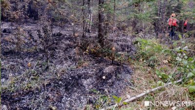 Площадь лесных пожаров в Свердловской области сократилась вдвое