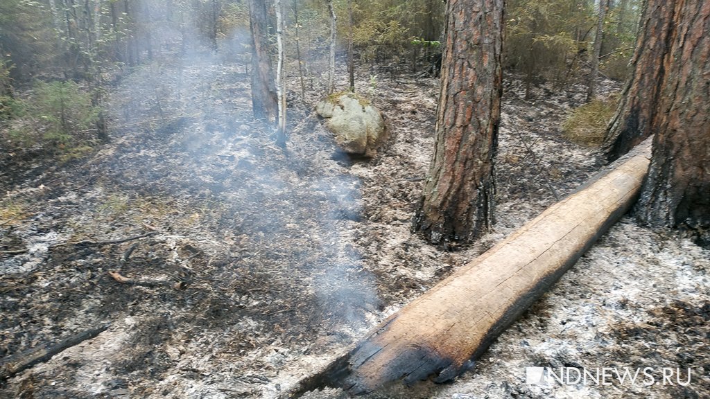 В Свердловской области за сутки произошло 23 лесных пожара на 2200 га, некоторые еще тушат