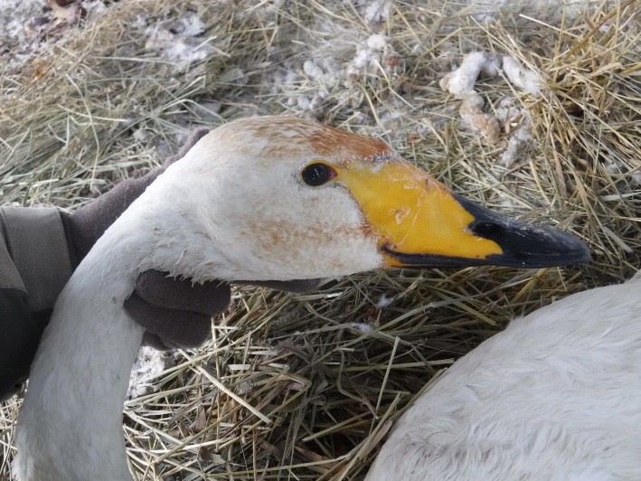 В Югре люди спасли лебедя, а гуси признали его вожаком (ФОТО)