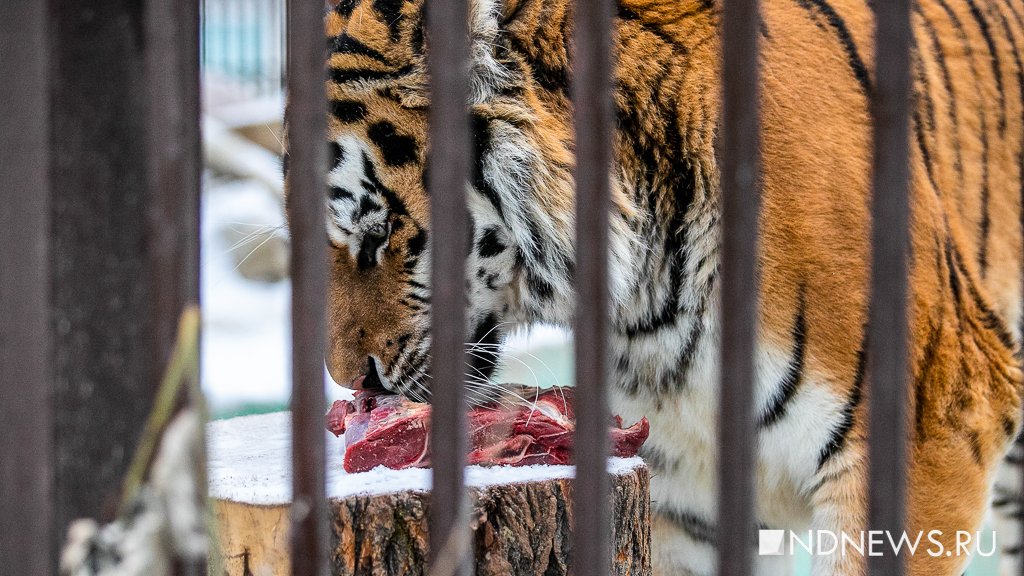 Три символа 2022 года живут в зоопарке Екатеринбурга. Два из них любят играть, а третью раздражают посетители (ФОТО)