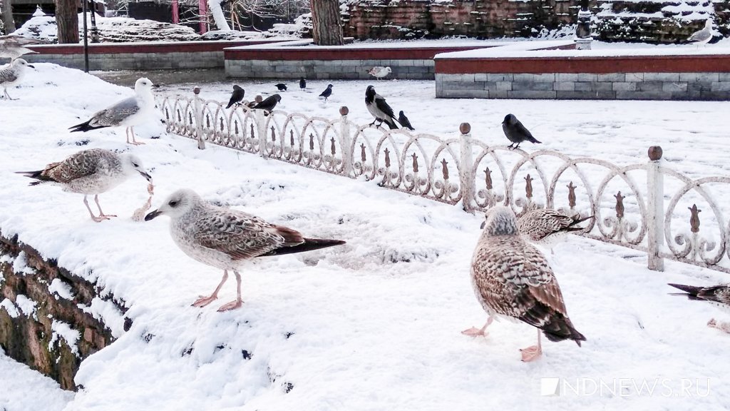 «Погода возмутительная»: как Стамбул и стамбульцы переносят сильнейший снегопад (ФОТО) / Авторская колонка корреспондента Ольги Тарасовой, застрявшей в Стамбуле