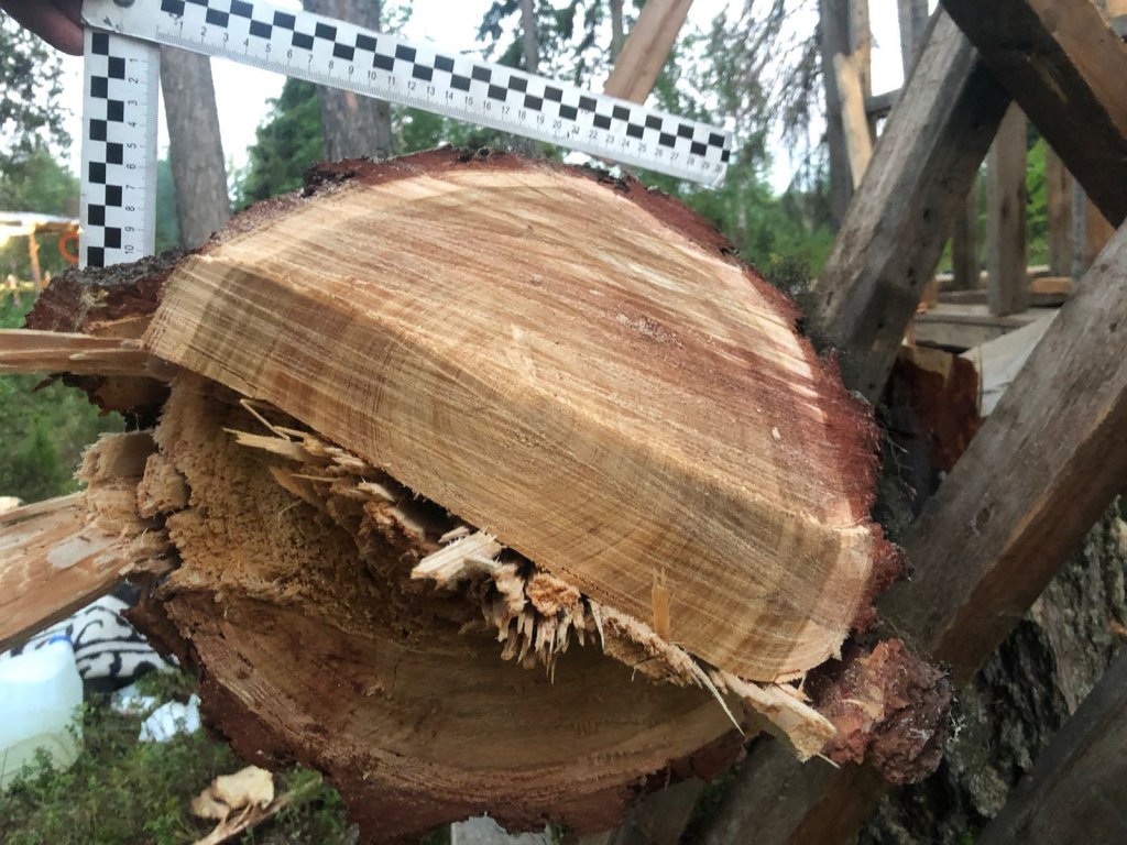 Жителя Ноябрьска придавило упавшим деревом (ФОТО)
