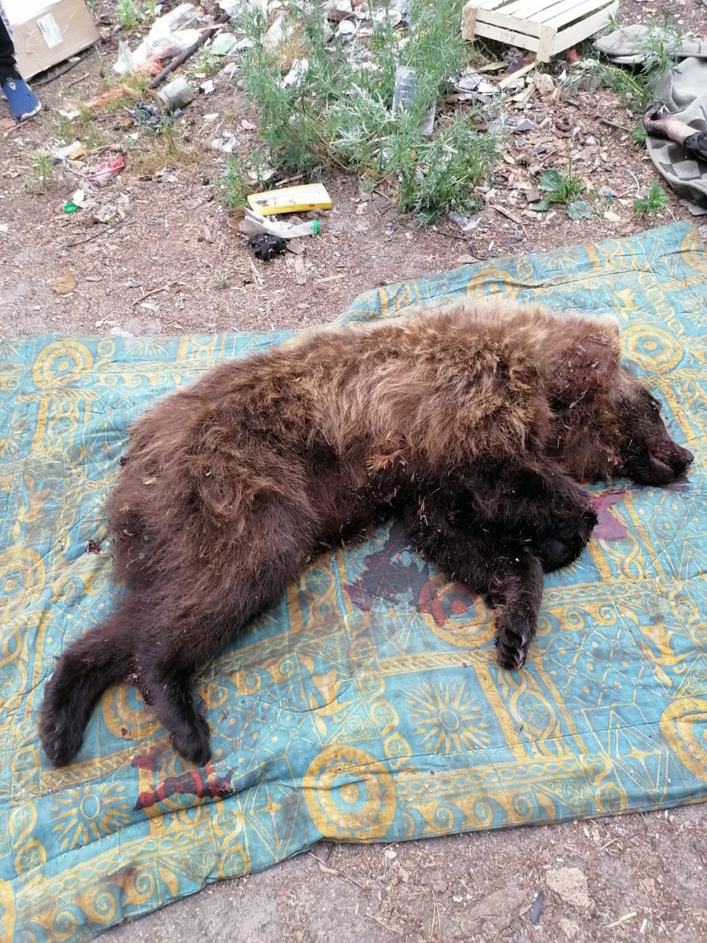 На Ямале мужчину загрыз медведь, которого он прикормил (ФОТО)