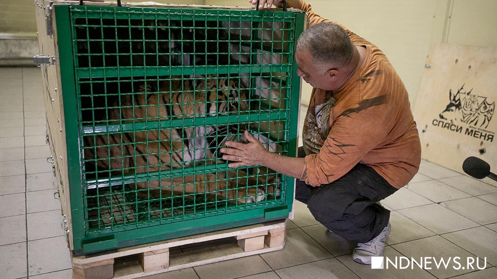 Тигра с тяжелой судьбой отправили из Екатеринбурга в Хабаровск (ФОТО)