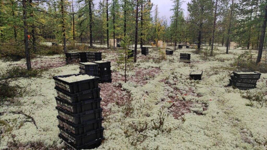 Полиция не нашла состава уголовного преступления в масштабном вывозе ягеля из лесов Надымского района